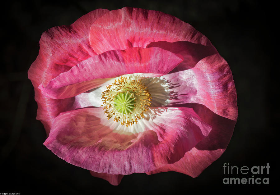 Colorful Poppy Photograph by Mitch Shindelbower