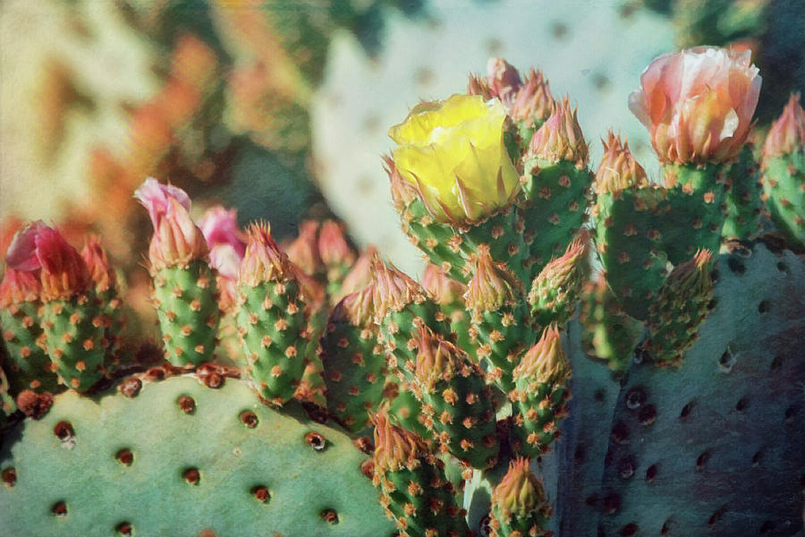 Colorful Prickly Pear  Photograph by Saija Lehtonen