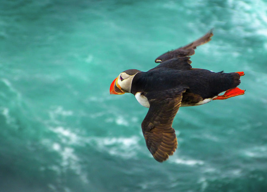 Puffin Photograph - Colorful Puffin Jumping Art Nature Birds Photography by Wall Art Prints