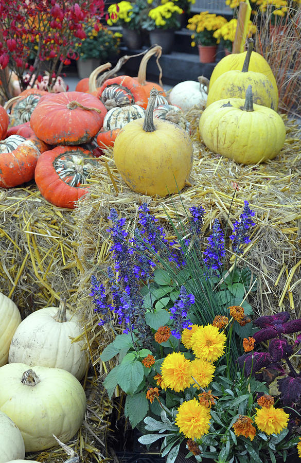 Colorful pumpin and gourds display Photograph by Ingrid Perlstrom ...