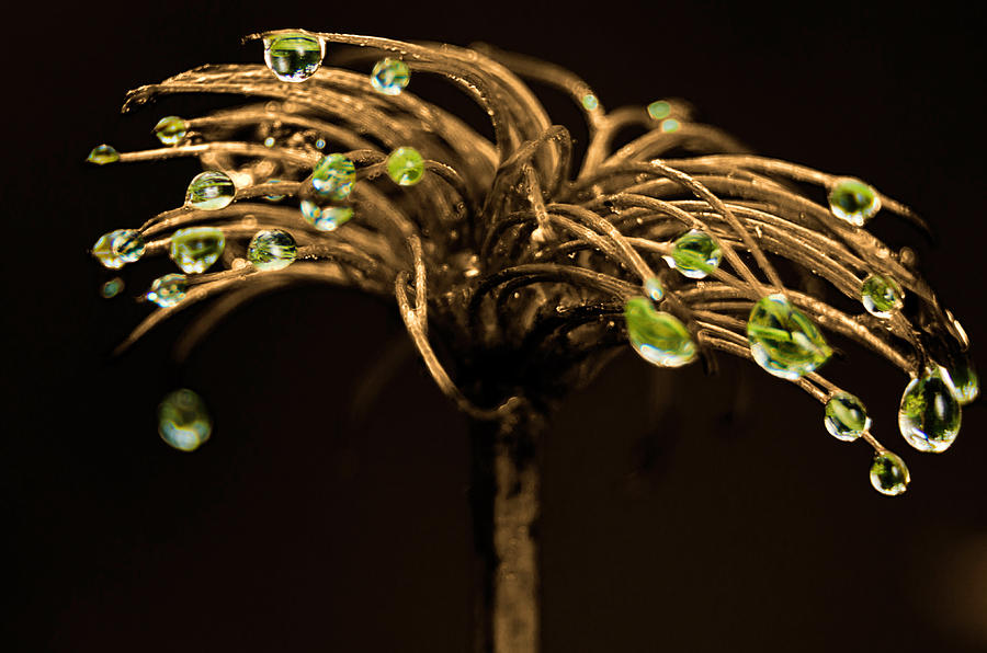 Colorful Rain Drops On Plant Photograph by Wolfgang Stocker