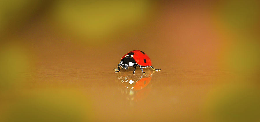 Ladybug Photograph - Colorful Red Ladybug Art by Wall Art Prints