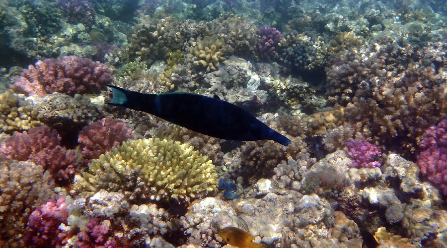 Colorful Red Sea Sealife With Bird Wrasse Photograph by Johanna Hurmerinta