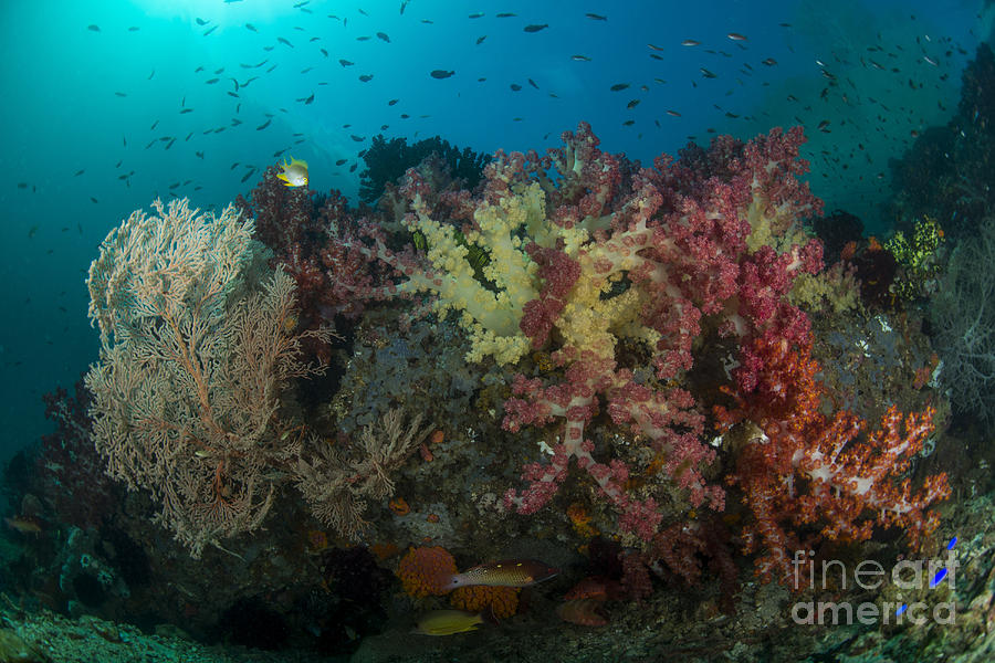 Colorful Reef With Gorgonian Sea Fan Photograph