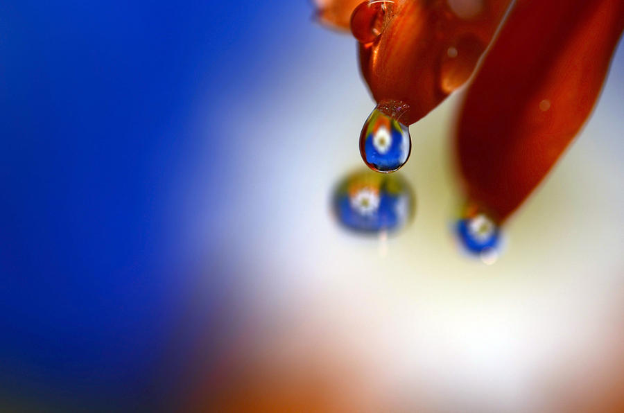 Colorful Reflective Water drops Photograph by Laura Mountainspring