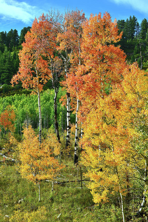 Colorful Roadside Aspens on the way to Telluride Photograph by Ray Mathis