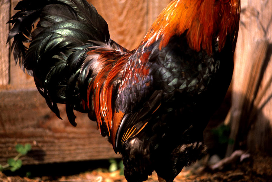 Rooster Feathers