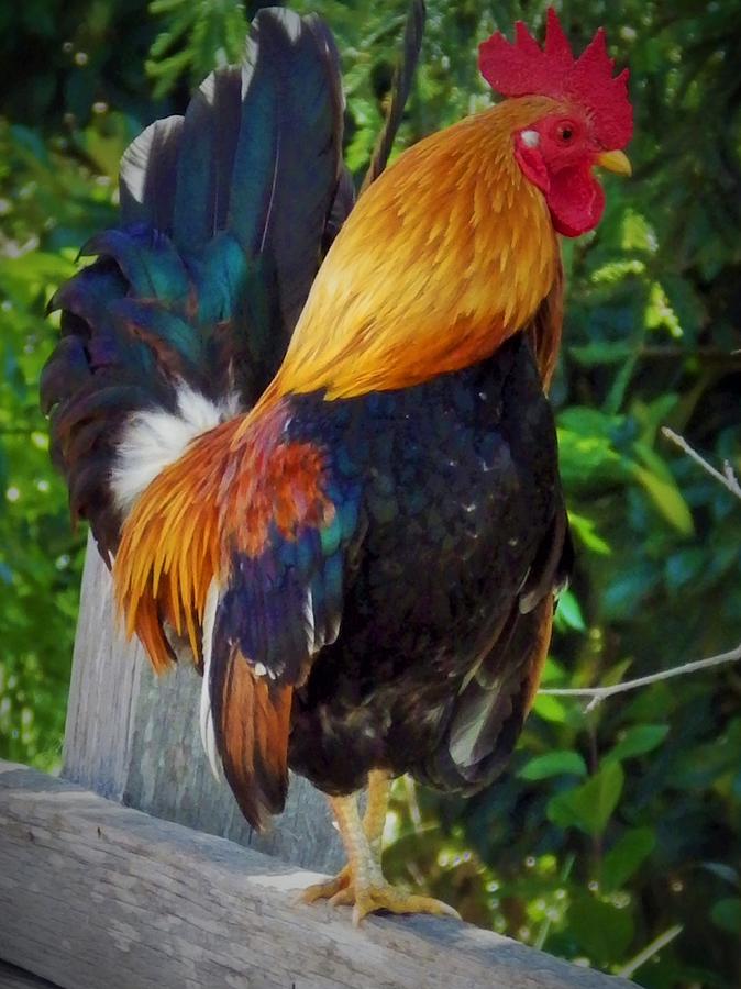 Colorful Rooster Photograph by Jan Moore