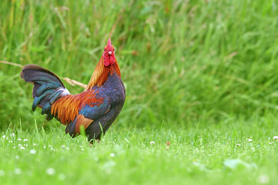 Colorful Rooster Photograph by Paul Freidlund