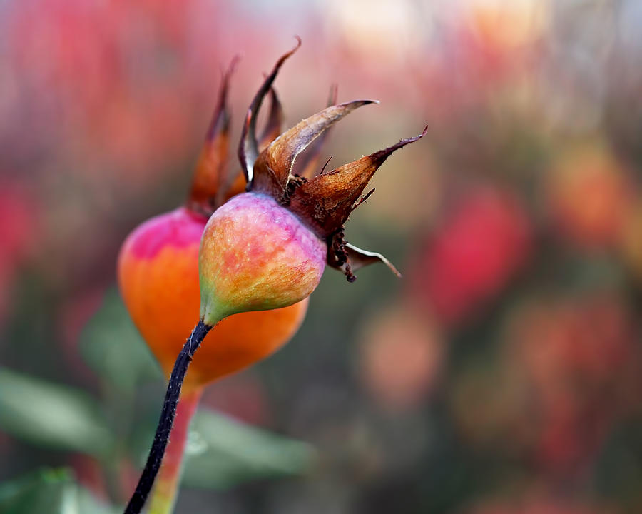 Fruit Photograph - Colorful Rose Hips by Rona Black