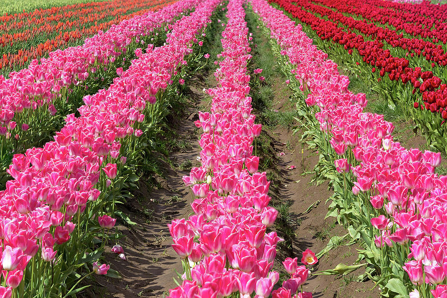 Colorful Rows of Tulips Photograph by David Gn