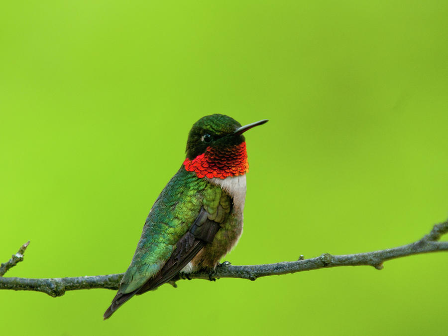 Colorful Ruby-Throated Hummingbird Photograph by Lara Ellis
