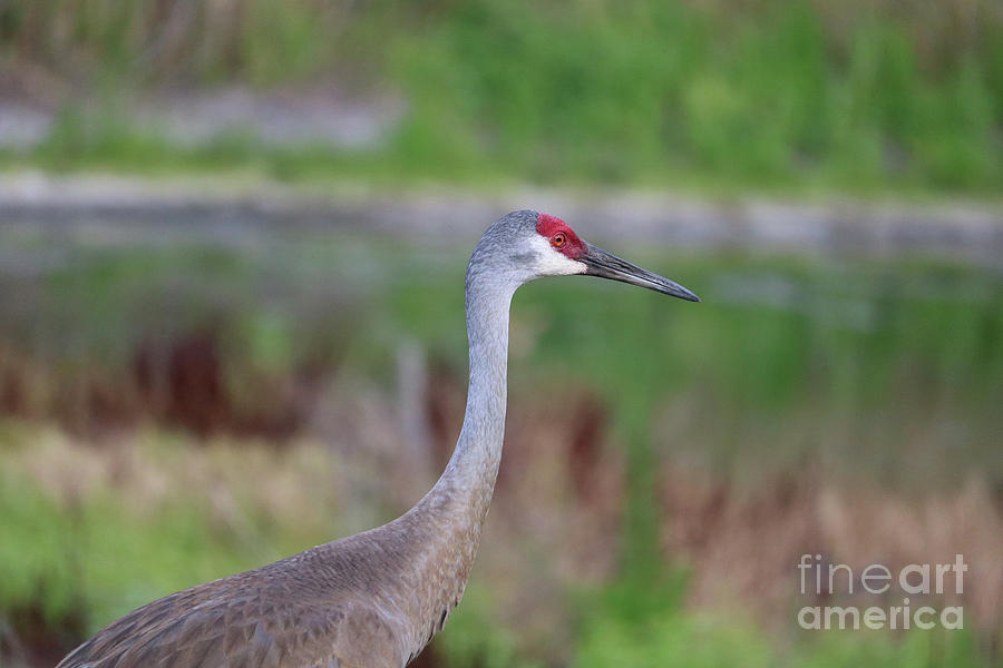 Colorful Sandhill Crane Photograph By Carol Groenen - Fine Art America