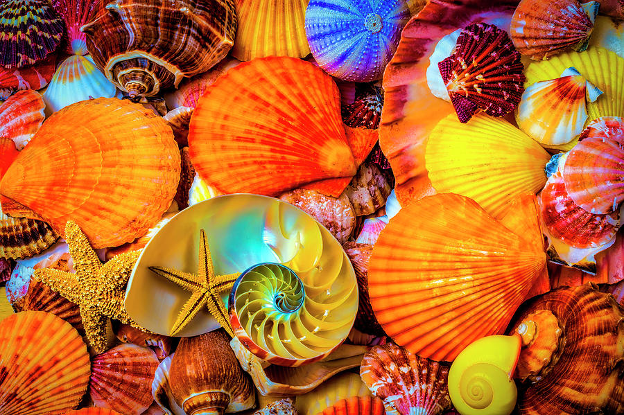 Colorful Sea Shell Pile Photograph by Garry Gay