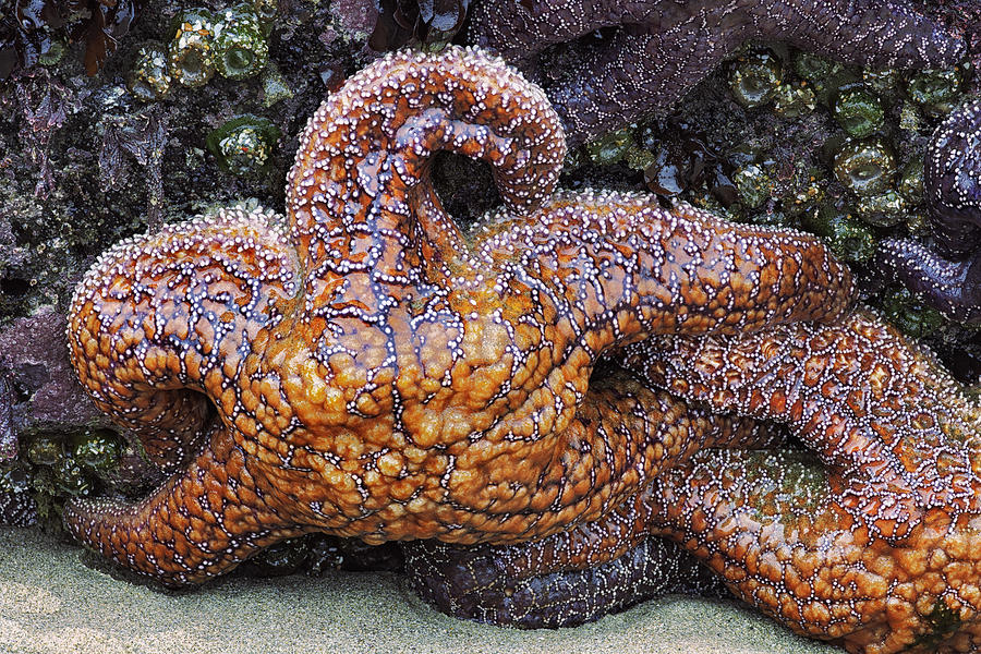 Colorful Sea Stars On Oregon Coast. Photograph by Larry Geddis