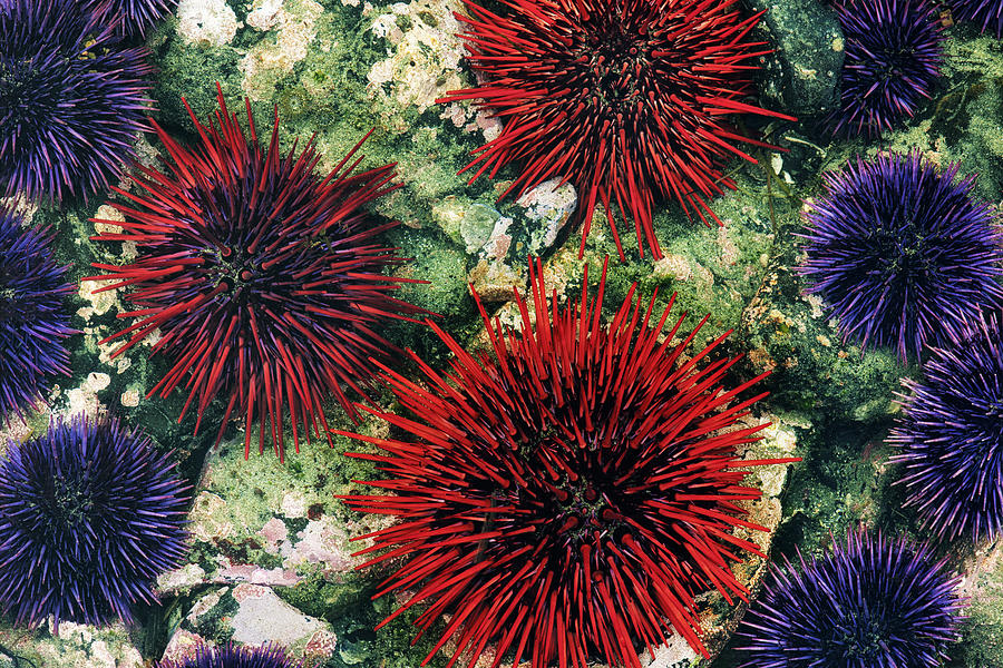 Colorful Sea Urchins Revealed At Low Tide Photograph by Larry Geddis