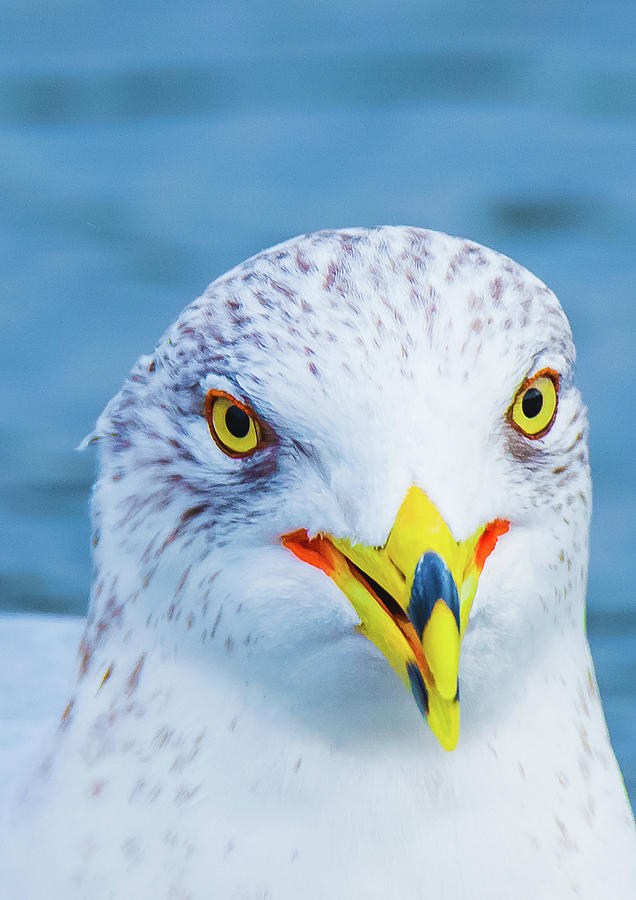 Colorful Seagull Smiling Photograph by Jeff at JSJ Photography