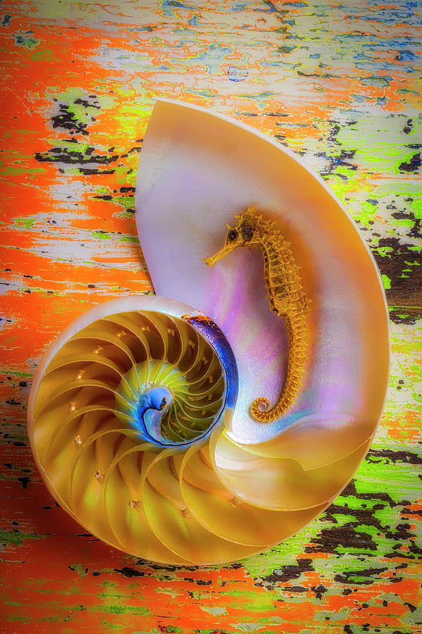 Colorful Seahorse And Nautilus Shell Photograph by Garry Gay