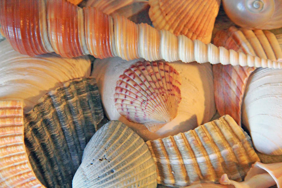 Colorful Seashells Photograph by Angela Murdock