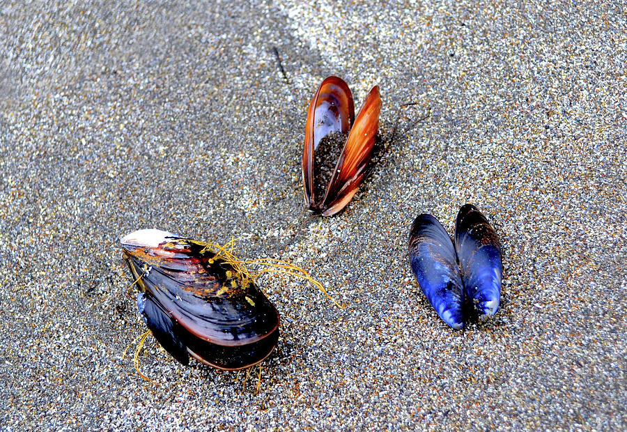 Colorful Shells 002 Photograph by George Bostian