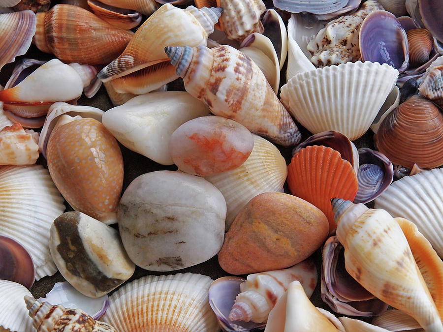 Colorful Shells and Pebbles Photograph by Gill Billington