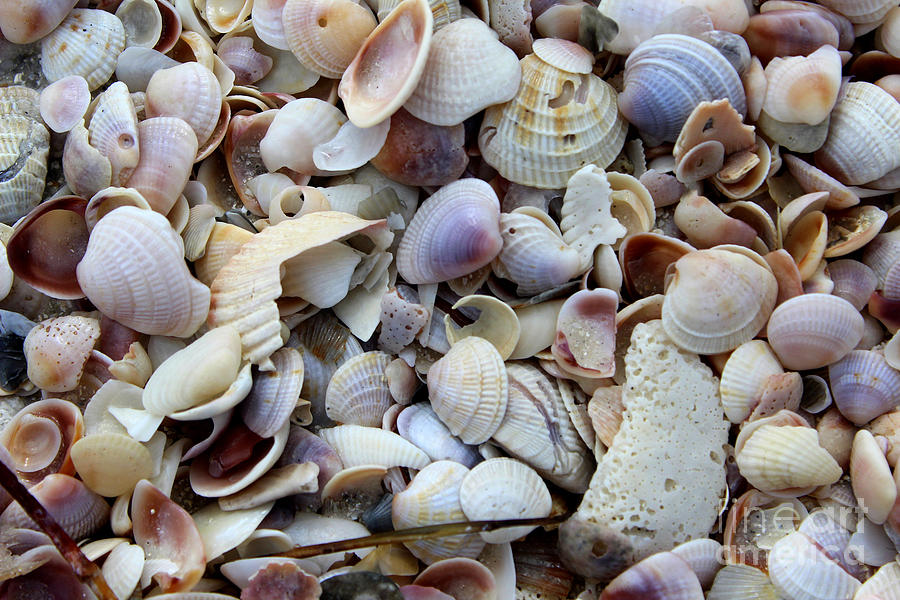 Colorful Shells Photograph by Jeanne Forsythe