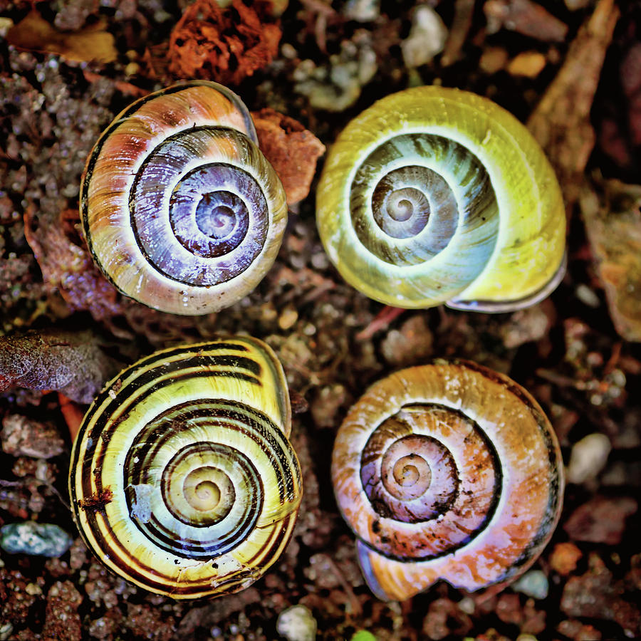Colorful Snail Shells Still Life Photograph by Peggy Collins