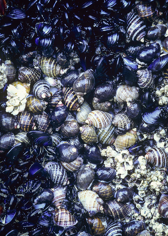 Colorful Snails Photograph by Robert Potts