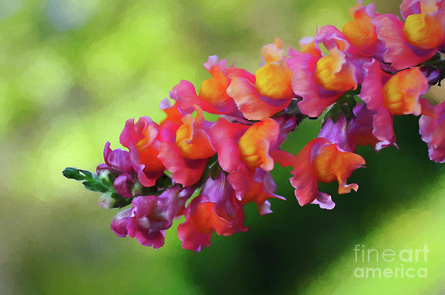 Colorful Snapdragon Photograph by Kaye Menner