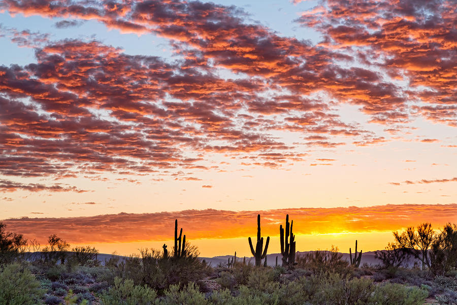 Colorful Sonoran Desert Sunrise Photograph by James BO Insogna