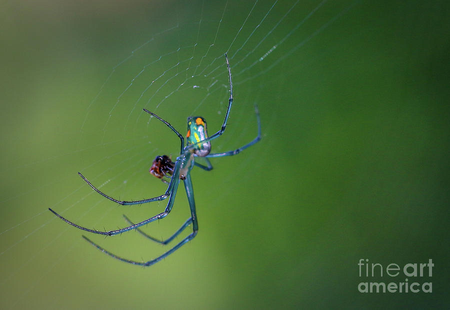 Colorful Spider in Web Photograph by Tom Claud