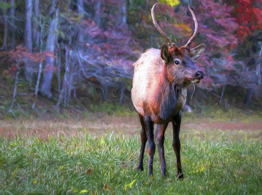 Colorful Spiked Elk Photograph by Carol Montoya