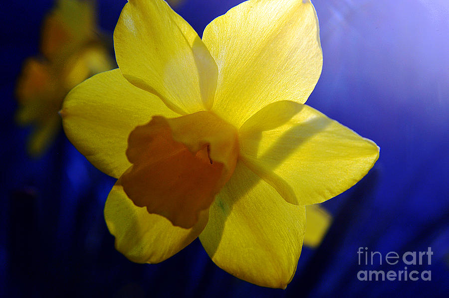 Colorful Spring Floral Photograph by Clayton Bruster