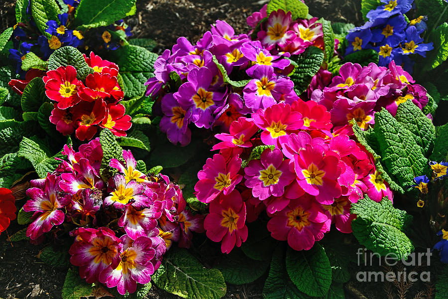 Colorful Spring Primrose by Kaye Menner Photograph by Kaye Menner