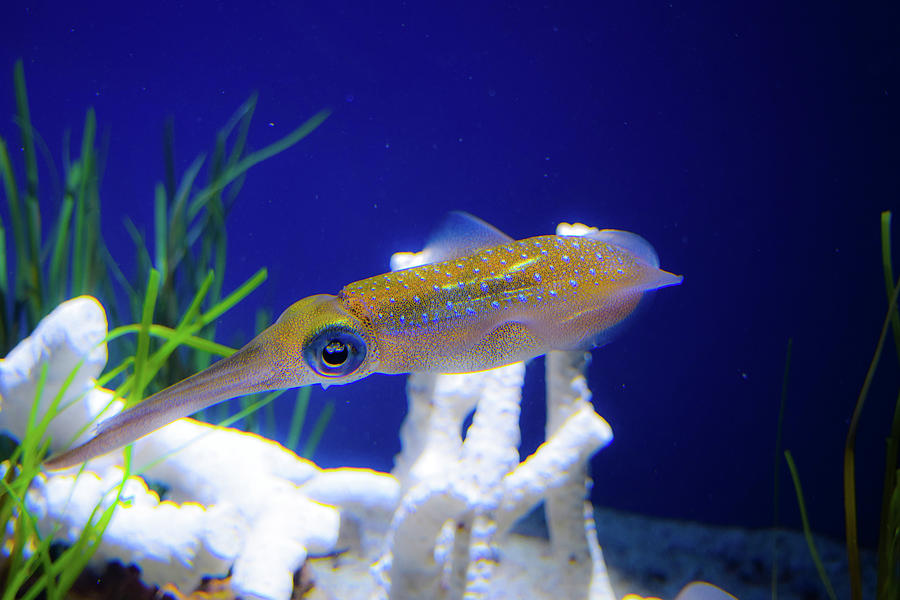 Colorful Squid Photograph