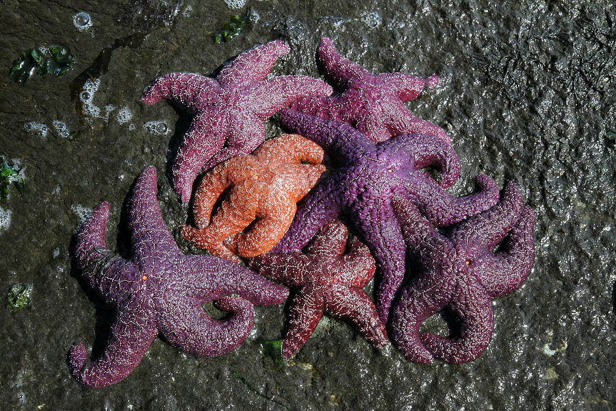 Colorful Starfish on the beach of Stanley park Vancouver BC Canada ...