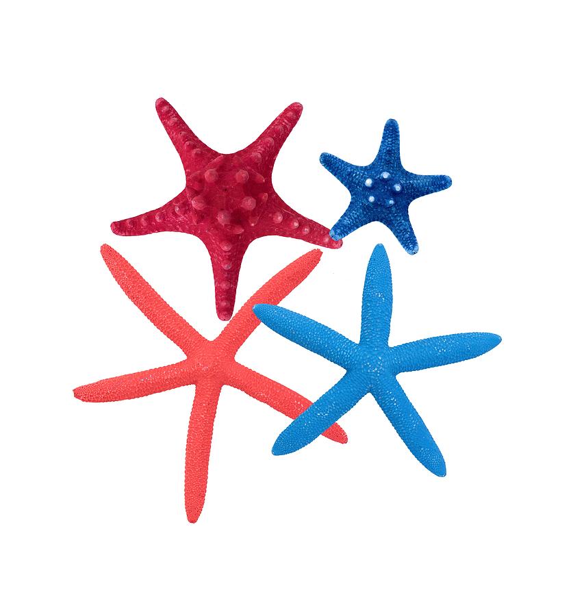 Colorful Starfish Digital Art by Roy Pedersen