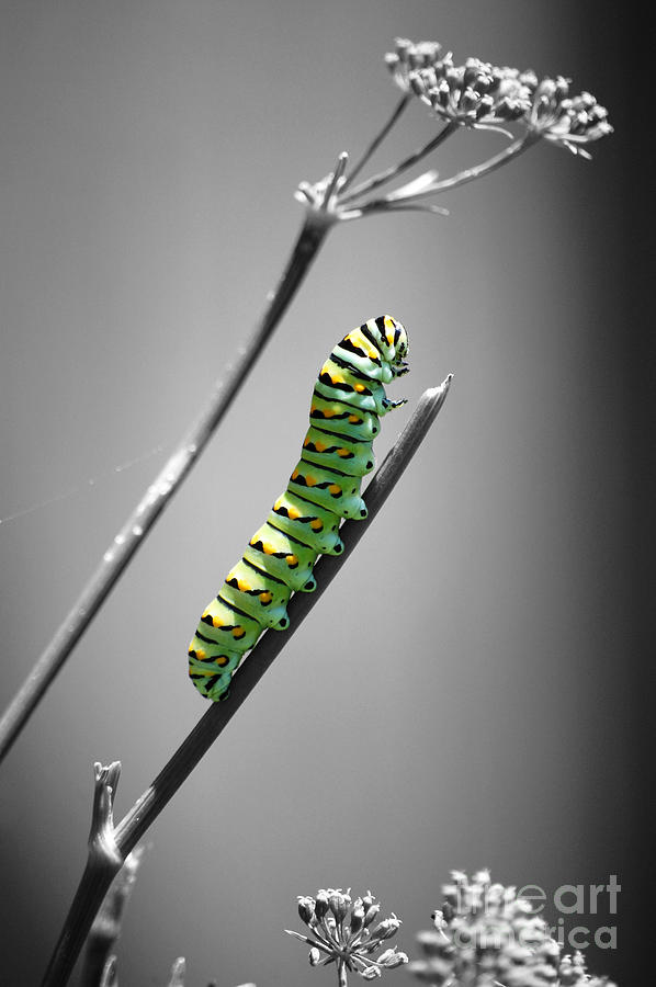 Colorful Striped Caterpillar Closeup Macro Color Splash Black and White Digital Art by Shawn OBrien