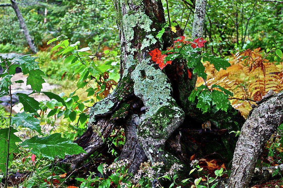 Nature Photograph - Colorful Stump by Diana Hatcher