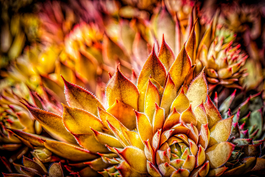 Colorful succulent close up Photograph by Lilia D