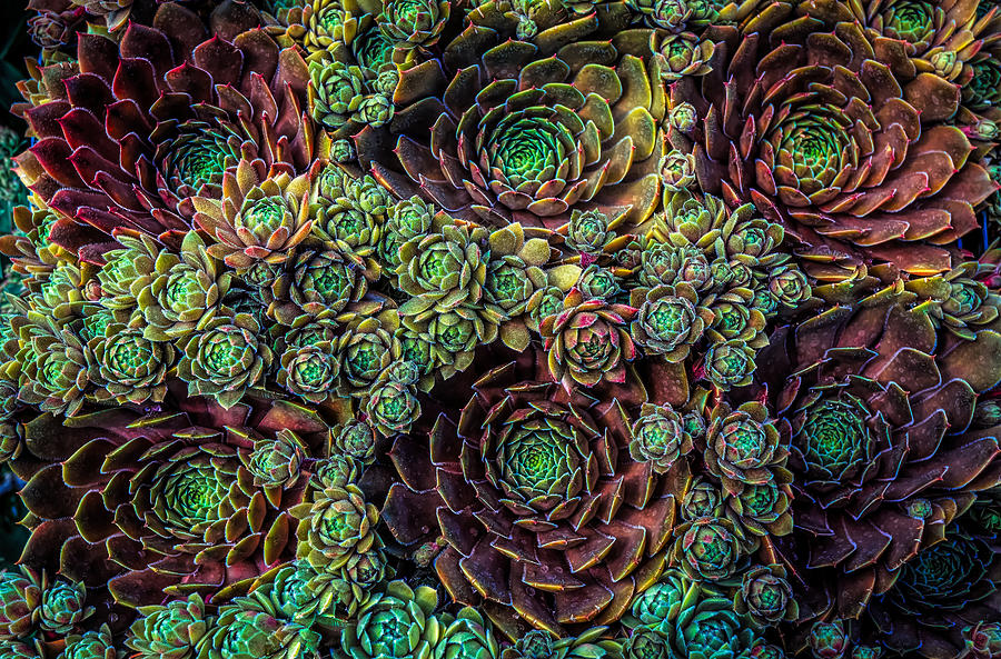 Colorful succulent flowers Photograph by Lilia S