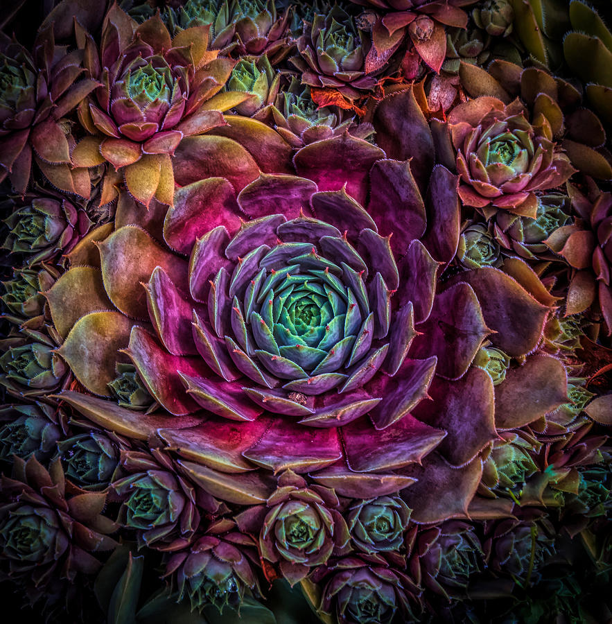 Colorful succulent  Photograph by Lilia S