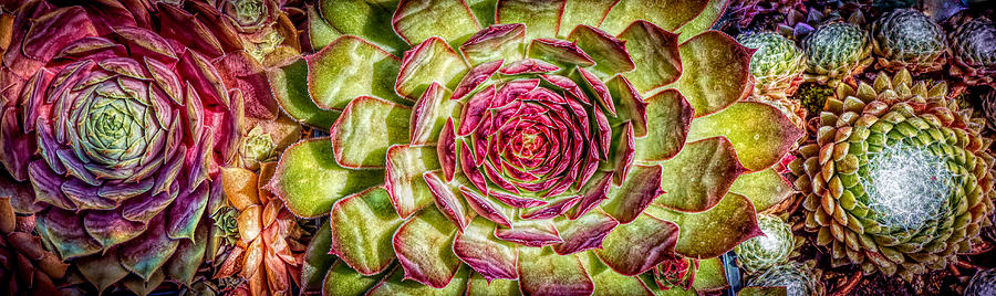 Colorful Succulent plants Photograph by Lilia S