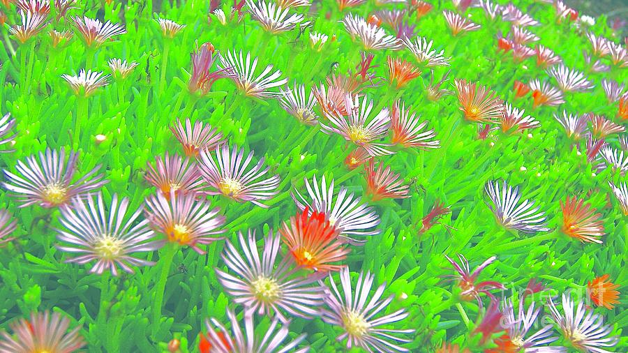 Colorful Succulent Ice Plant    Photograph by Margie Avellino