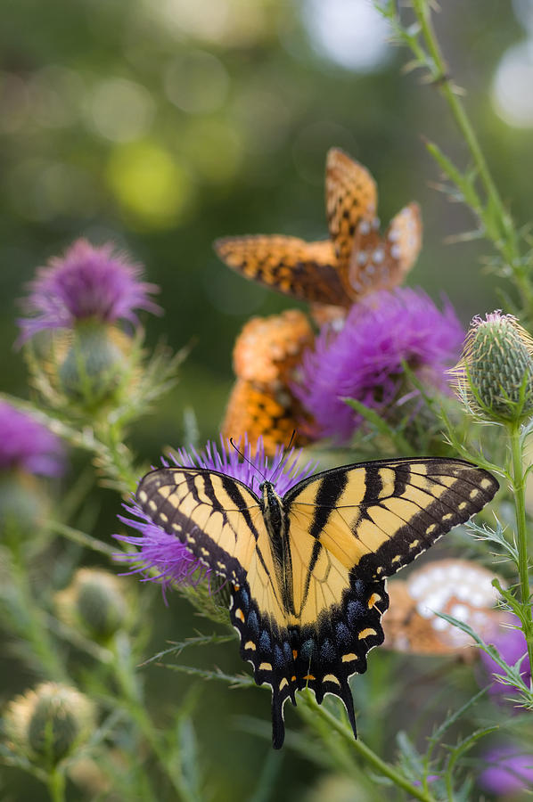 Colorful Summer Butterflies Photograph by Lori Coleman