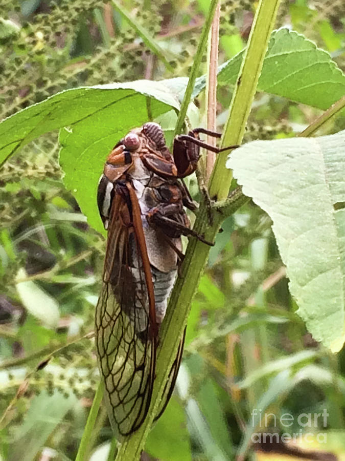 Colorful Summer Cicada Photograph by James Fannin | Fine Art America