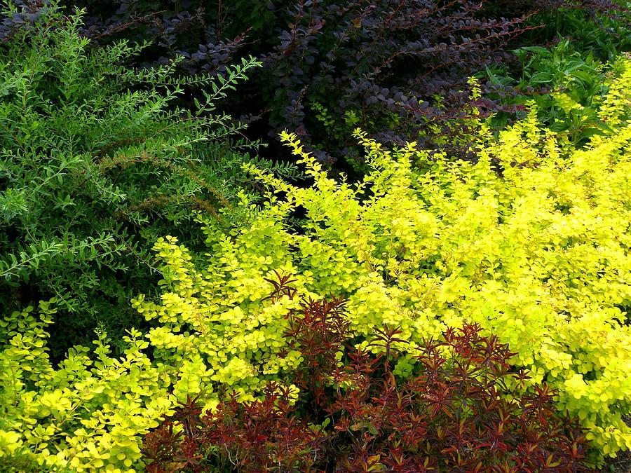 Colorful Summer Foliage Photograph by Will Borden