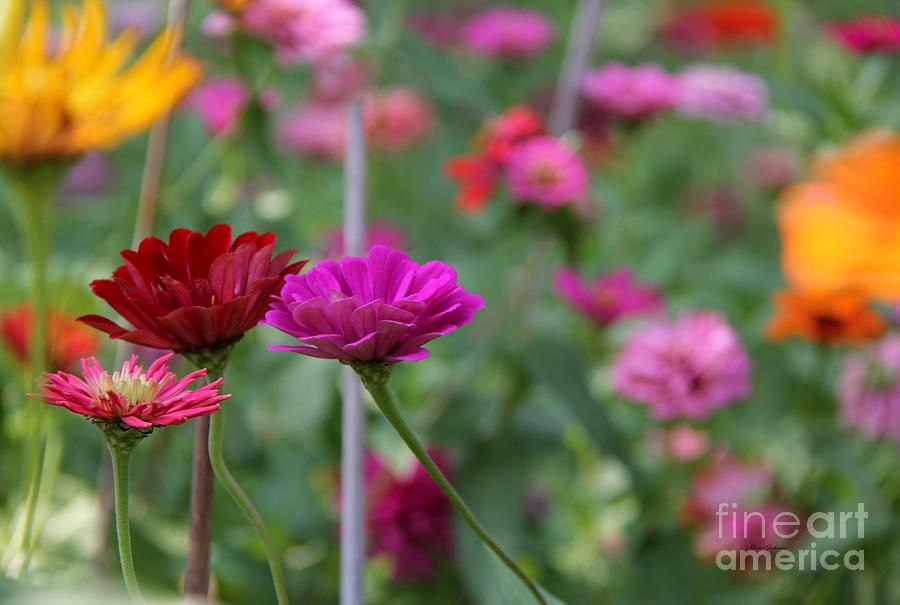 Colorful Summer Photograph by Yumi Johnson
