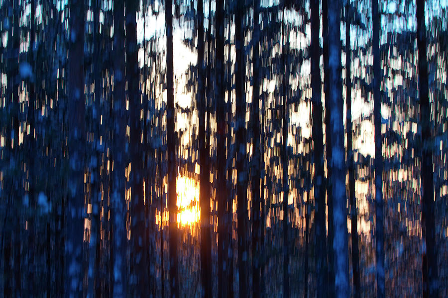 Colorful Sunset In A Pine Forest - Motion Blur Photograph