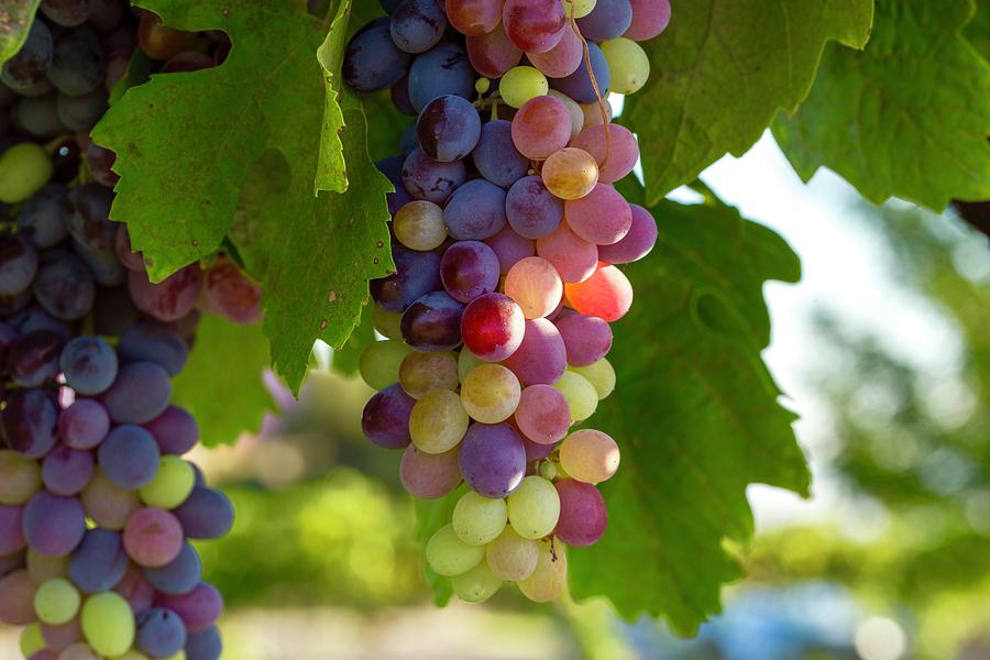 Colorful table grapes Photograph by Lynn Hopwood
